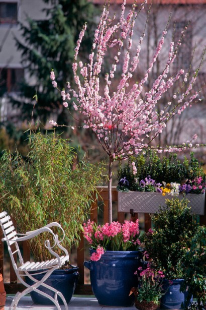 Мигдаль трилопатевий Плена на штамбі в контейнері на терасі